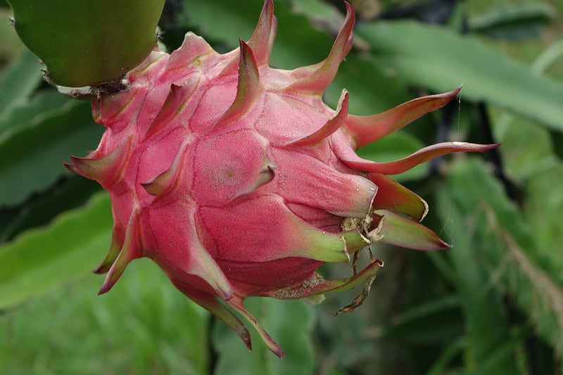 Dragon Fruit Tarts